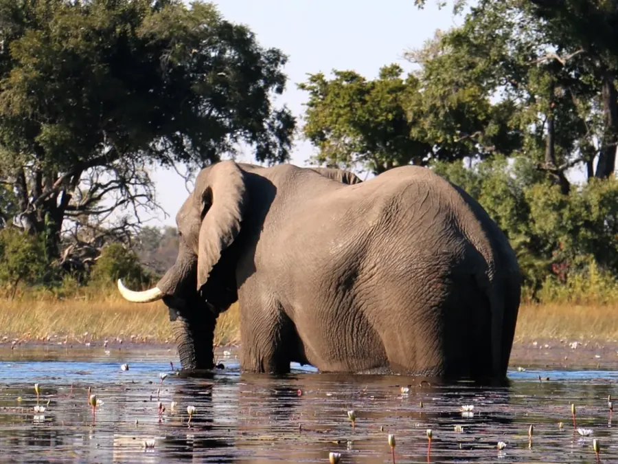 An elephant wading in the Okavango shallows with a mokoro behind it
