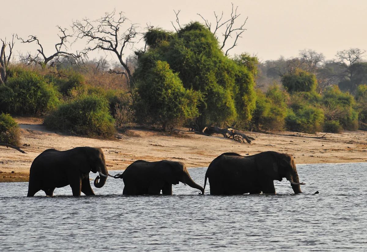 Elephants crossing the Chobe River