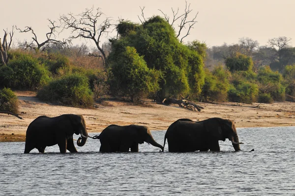 Elephants crossing the Chobe River