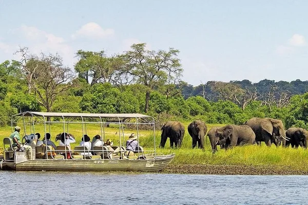 A Chobe river cruise passing an elephant herd on the bank