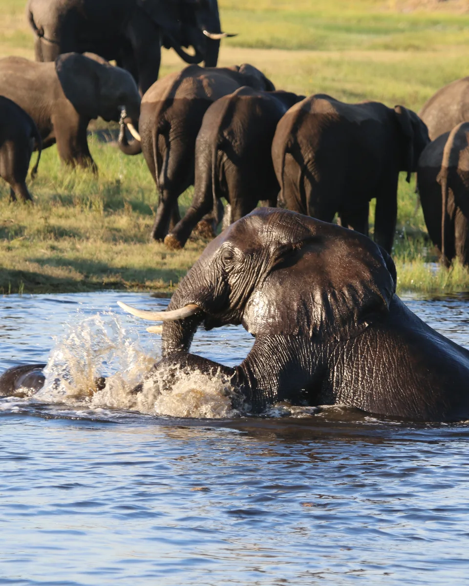An elephant surging into the Chobe River, the herd behind it