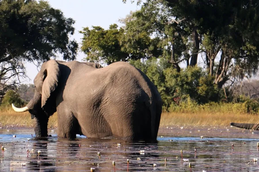 An elephant wading in the Okavango shallows with a mokoro behind it