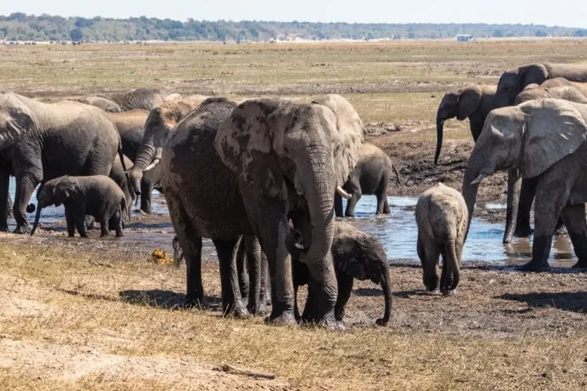 A herd of elephants drinking at the edge of the Chobe River