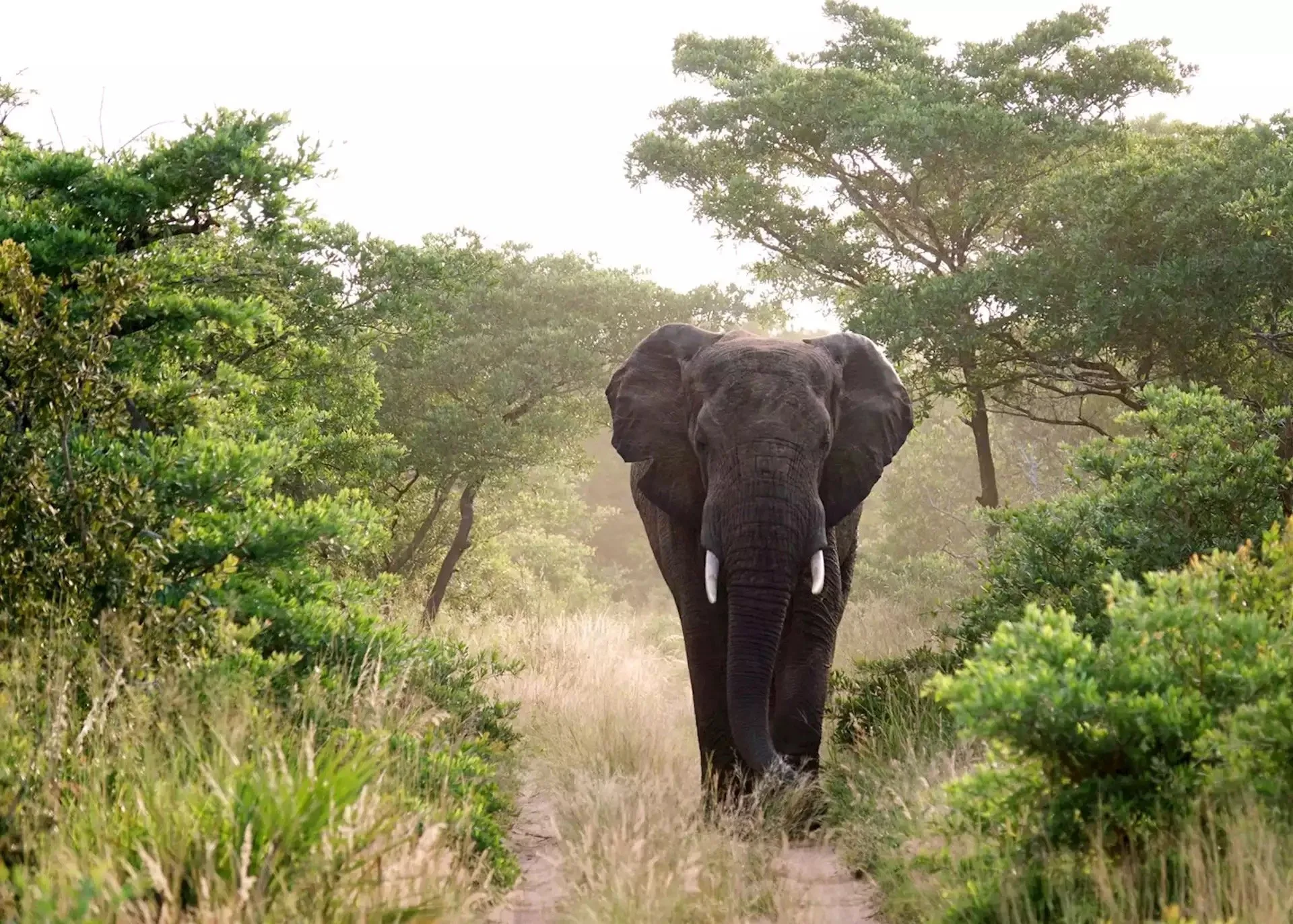 Bull elephant in Tarangire