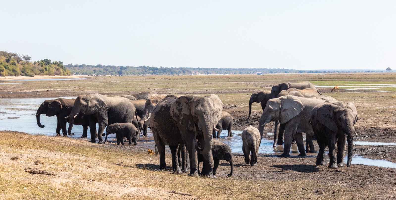 Elephant herd on the banks of the Chobe River, Botswana