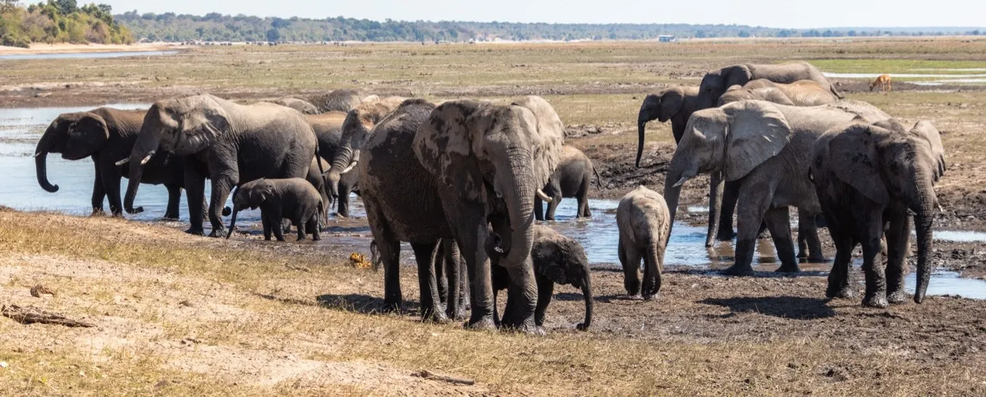 Elephant herd on the banks of the Chobe River, Botswana