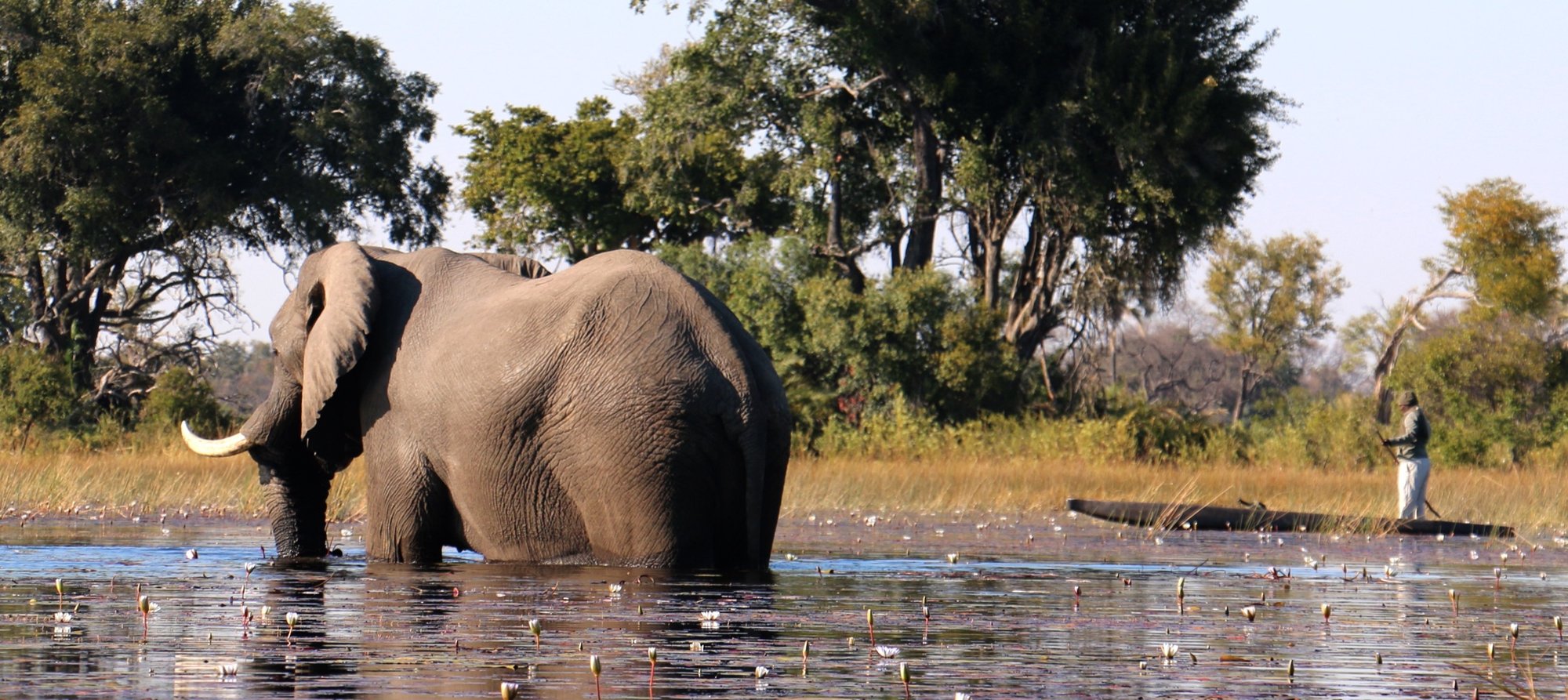 Mokoro dugout canoe gliding through the channels of the Okavango Delta