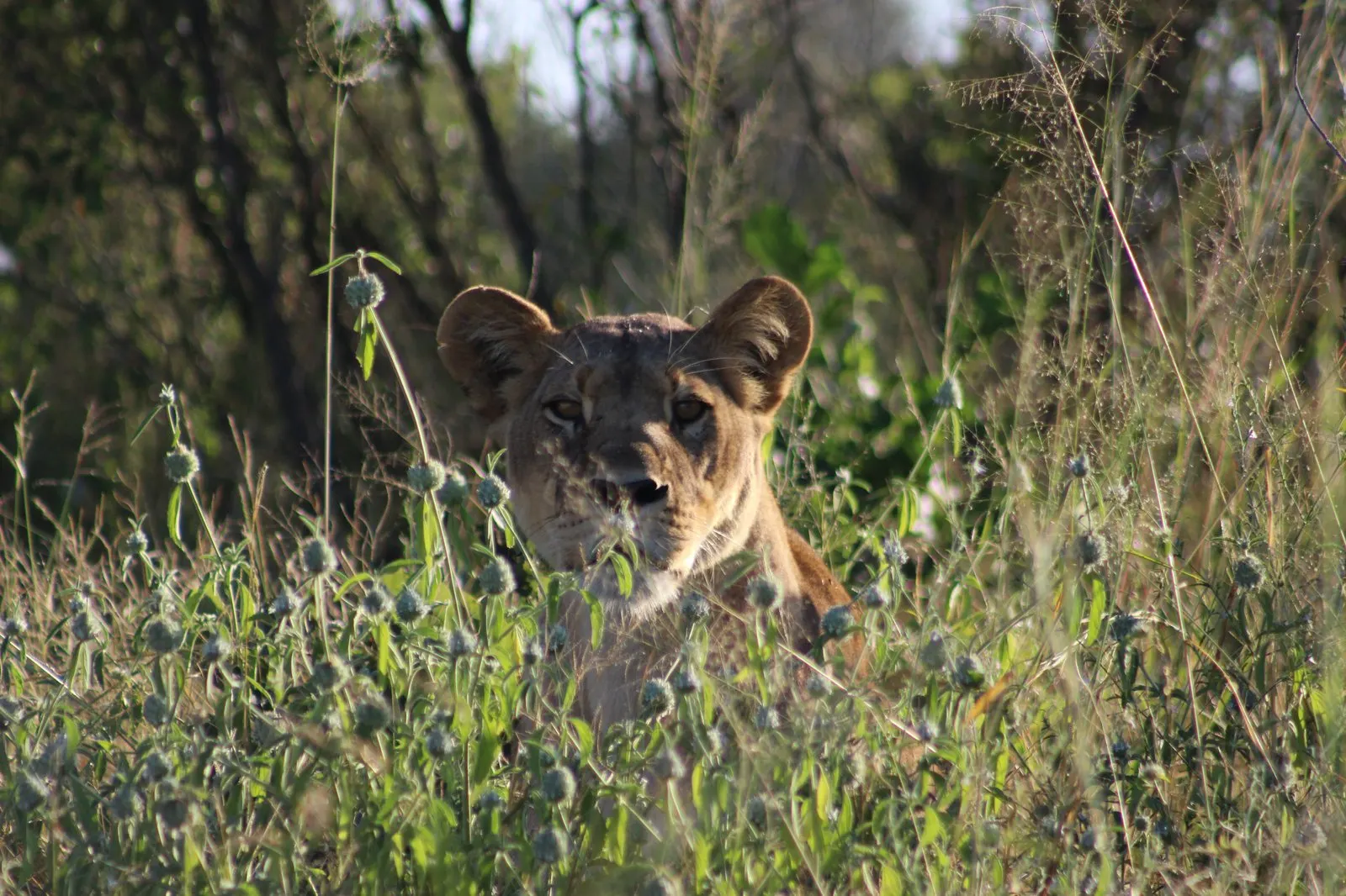 A lioness in long grass in Savuti