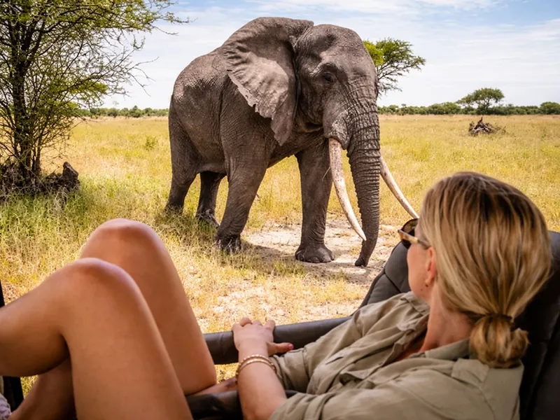 Safari guests watching an elephant from the vehicle