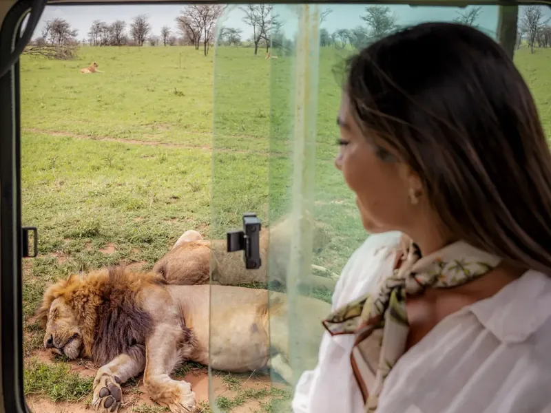 Guest watching lions from the vehicle