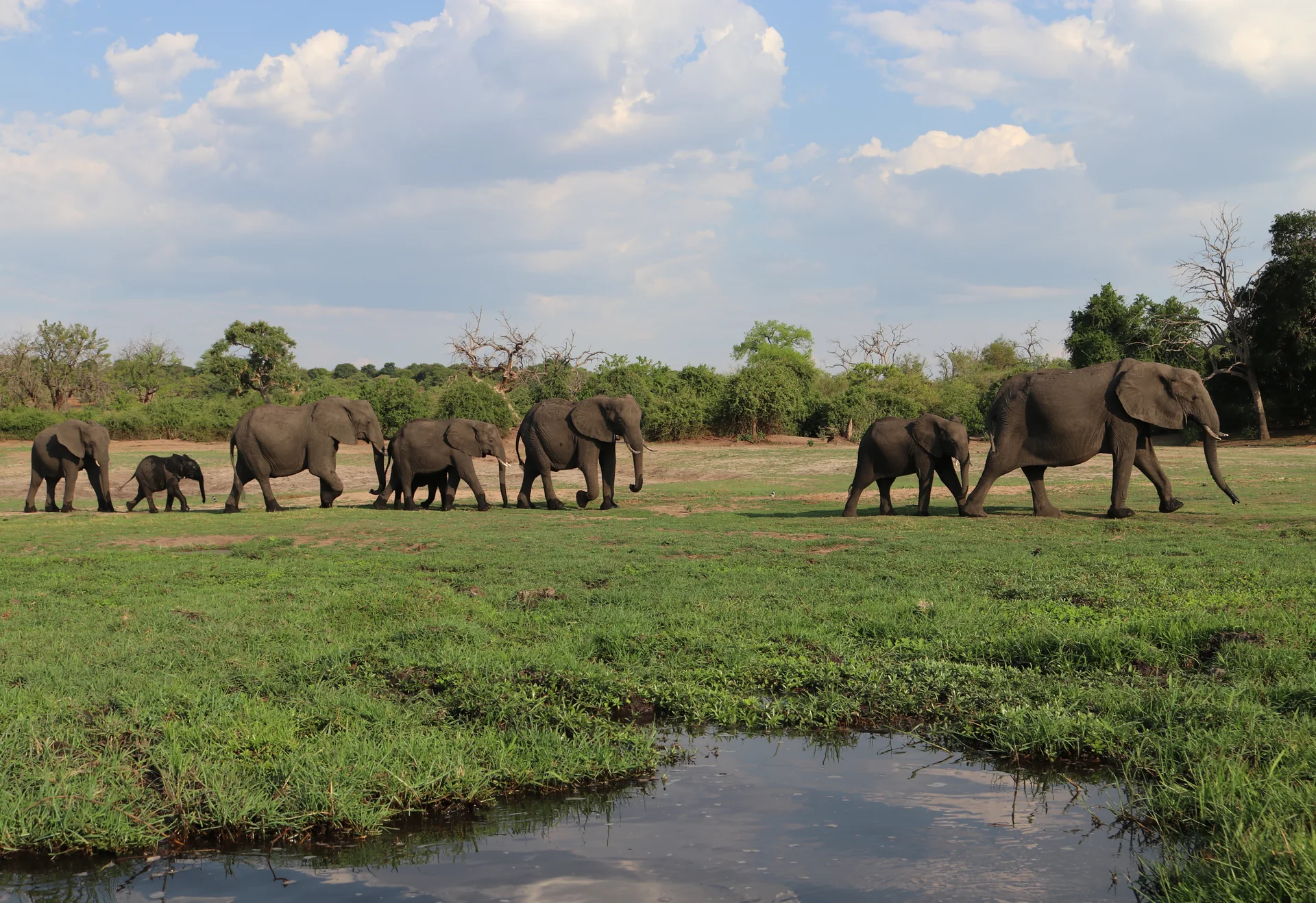An elephant herd on the green Chobe floodplain