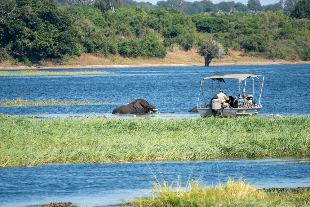 A river safari boat alongside an elephant in the Chobe reeds