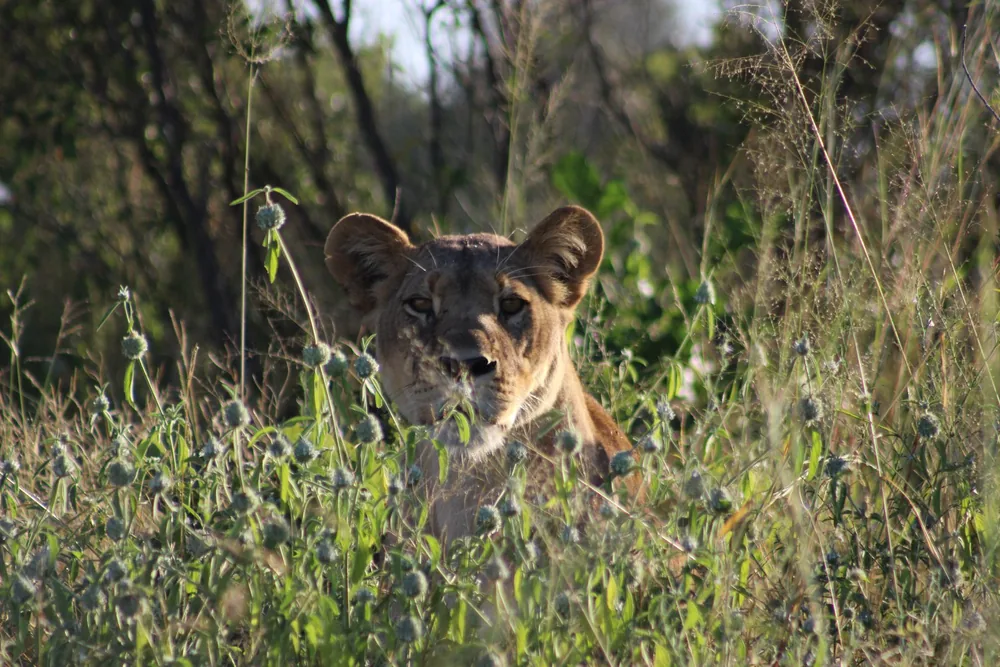 A lioness watching from long grass in Savuti