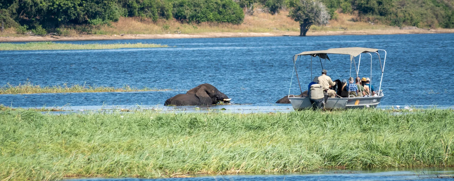 A river safari boat alongside an elephant in the Chobe reeds