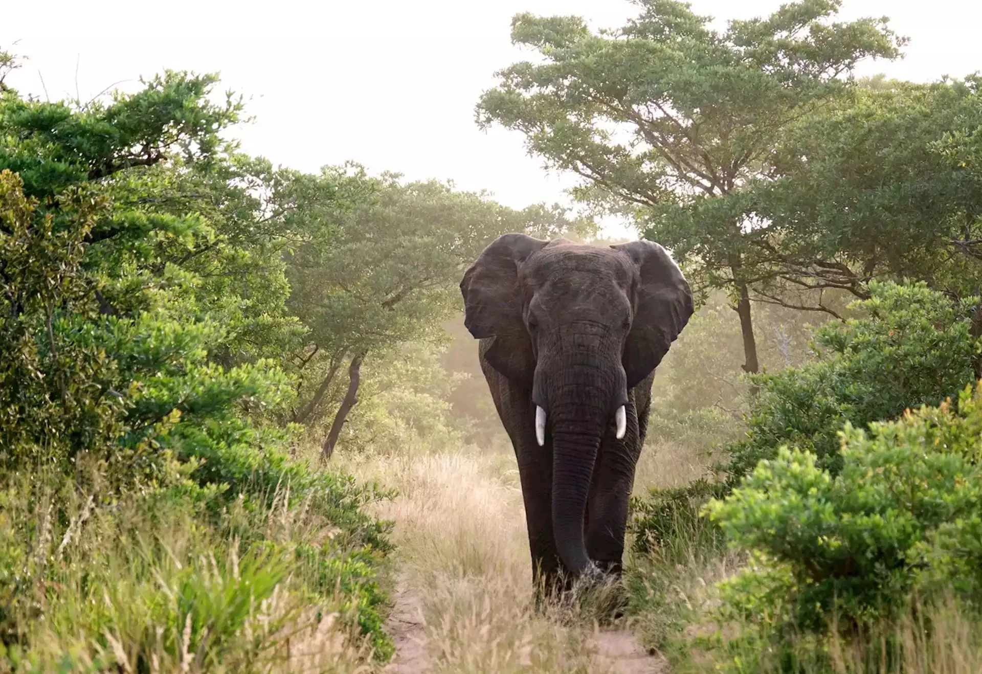A bull elephant with heavy tusks walking a track through green bush