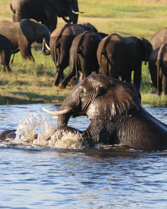 An elephant surging into the Chobe River, the herd behind it