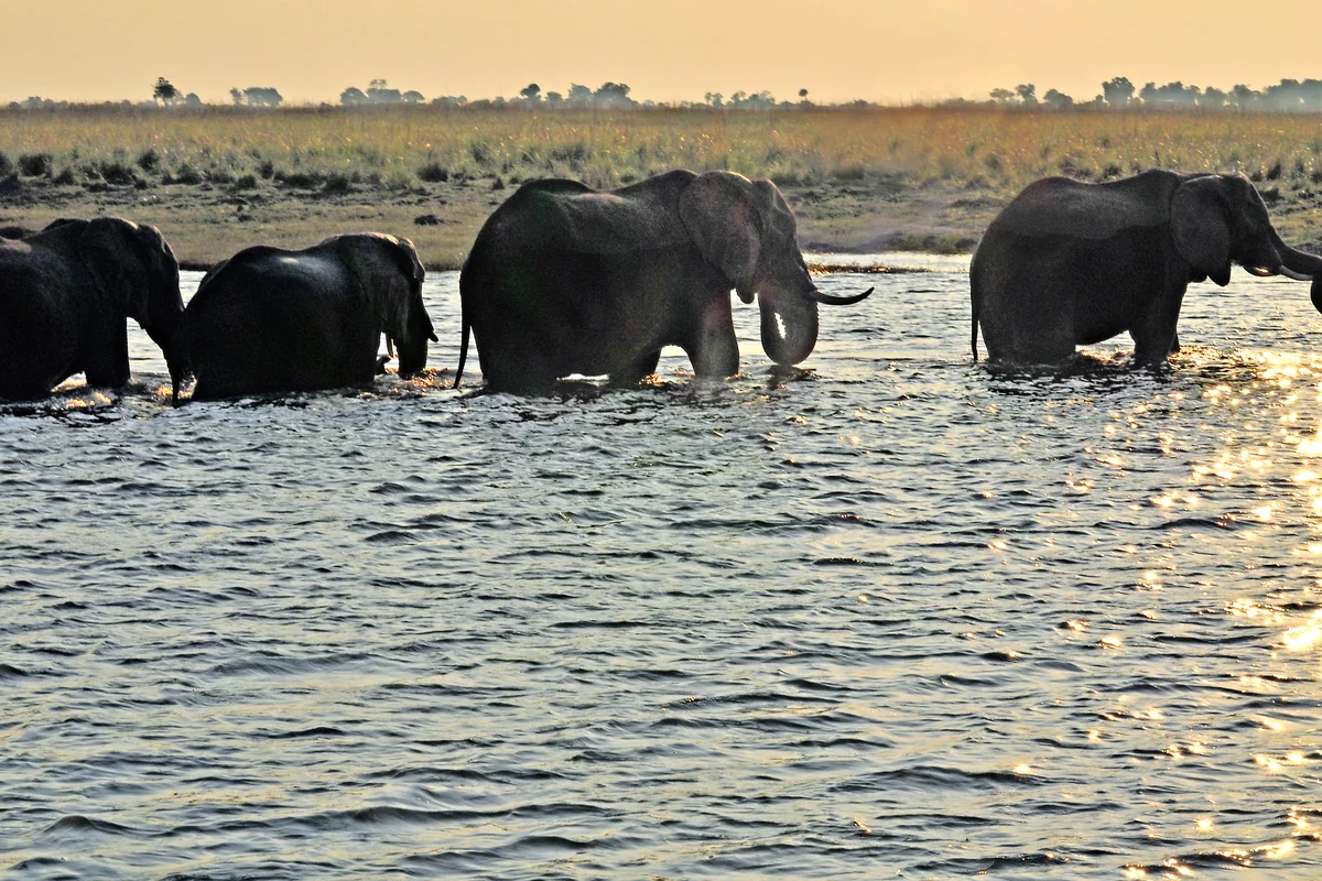 Elephants wading across the Chobe River at sunset in the dry season