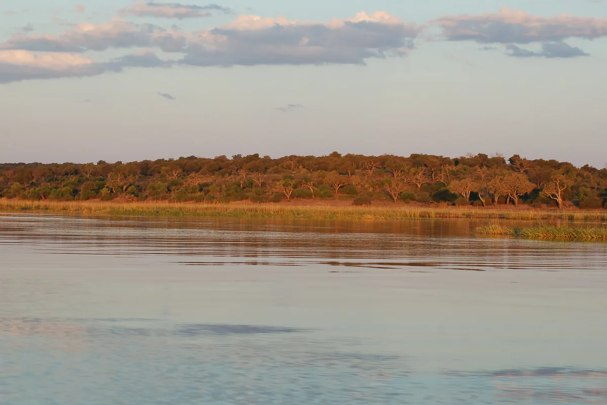 Calm water along the Chobe River with a line of trees on the far bank at dusk