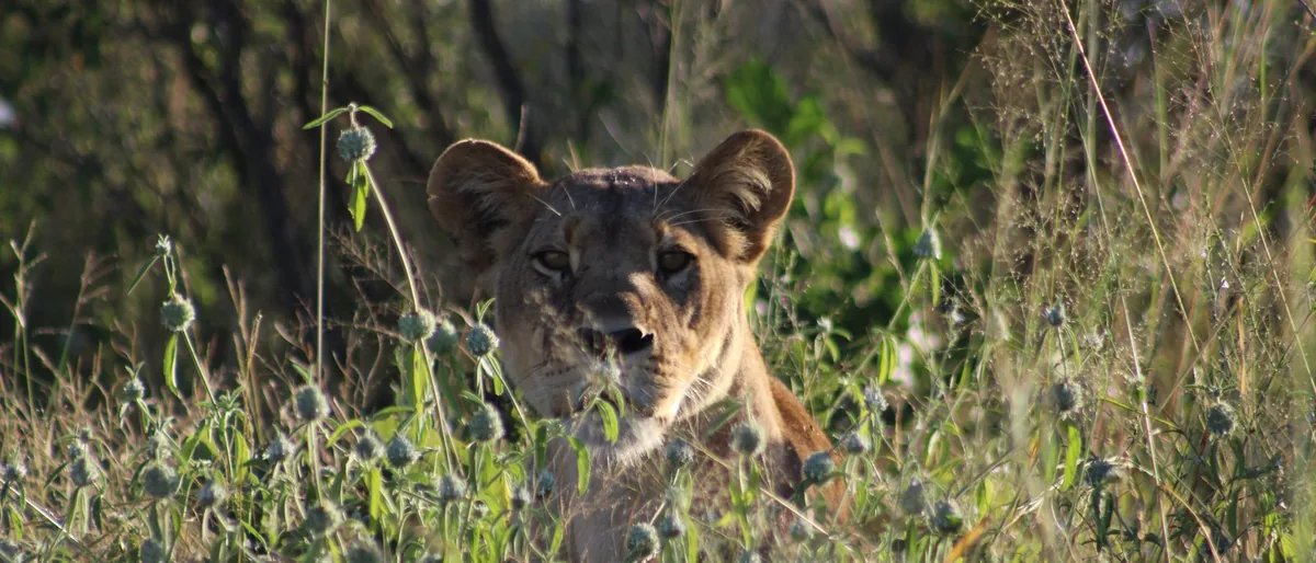 A lioness watching from long grass in Savuti