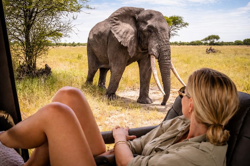 A safari guest watching an elephant up close from a private vehicle