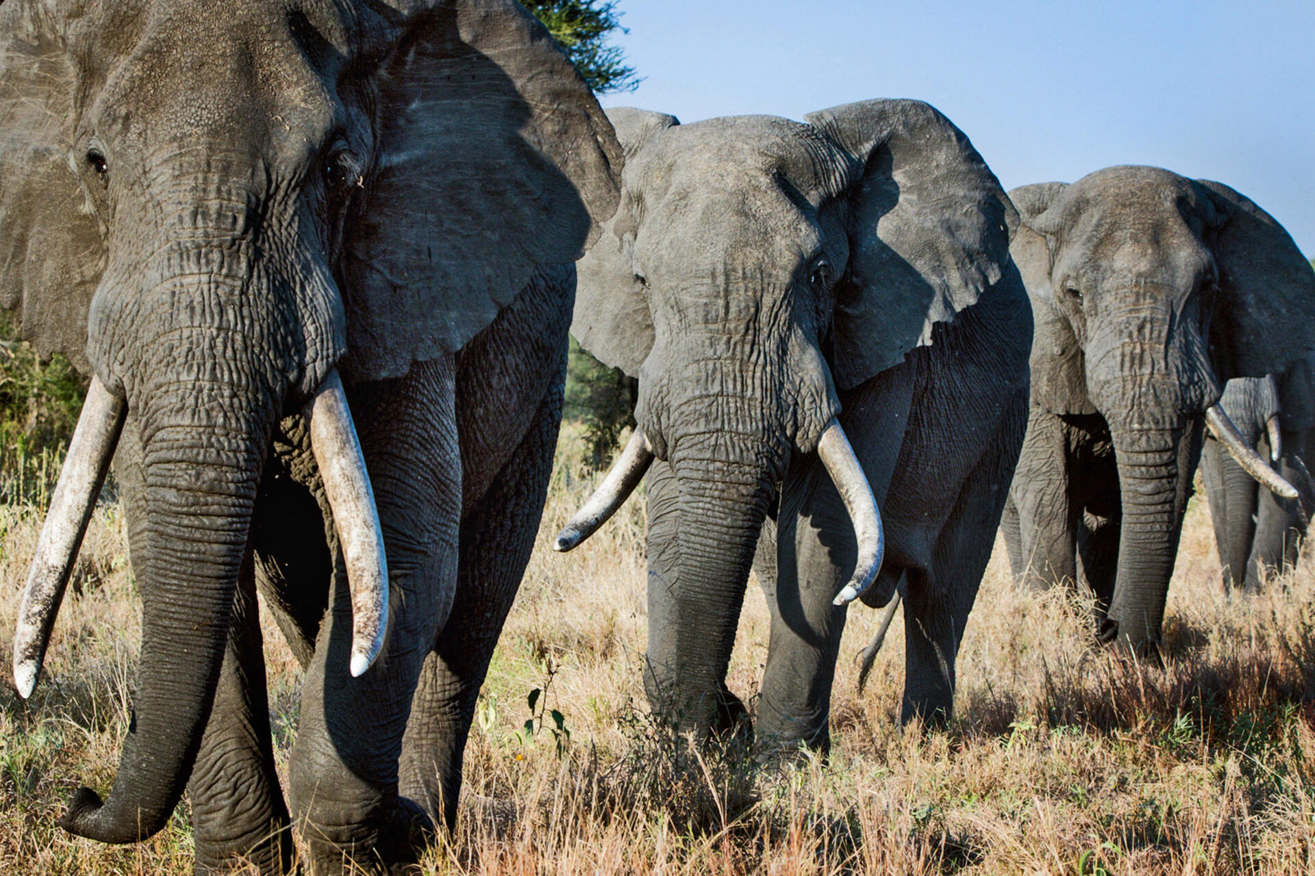 Elephant at golden hour in the savanna
