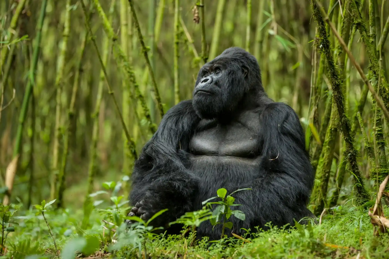 Silverback gorilla in the volcanic forests of Rwanda