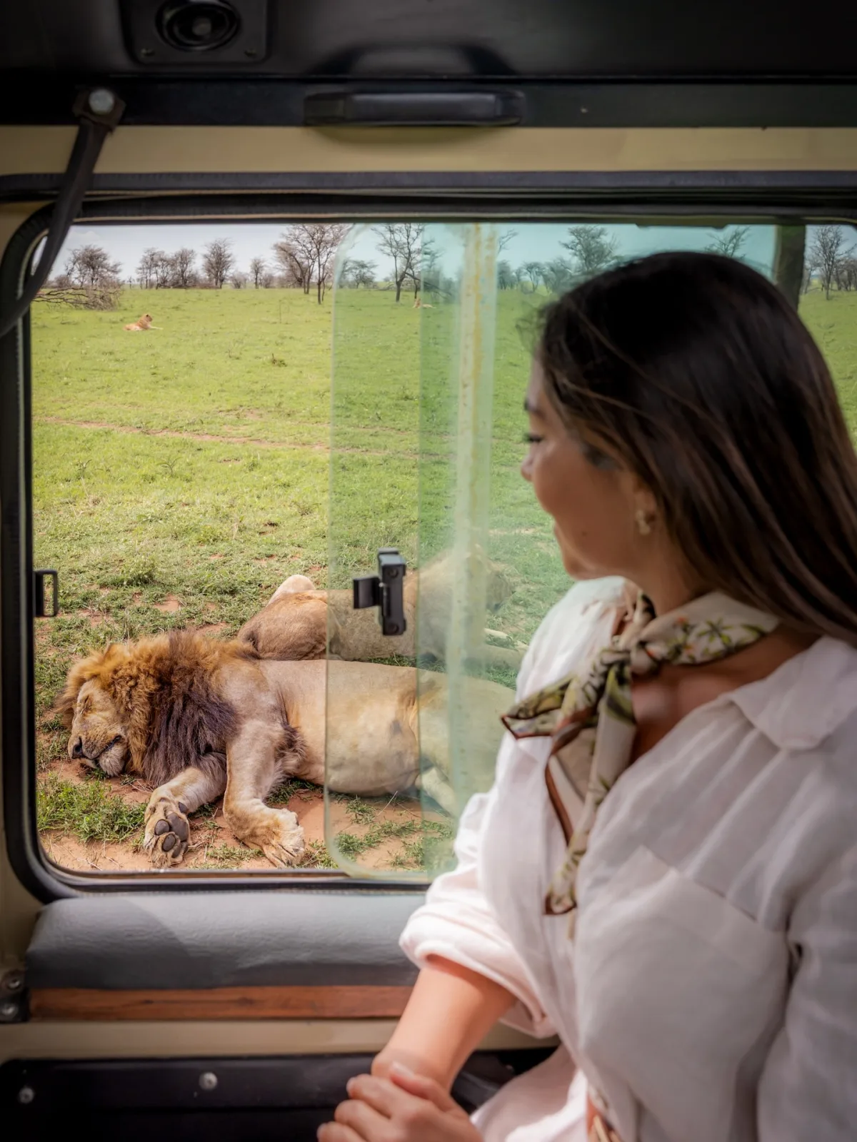 Watching lions from the cruiser window