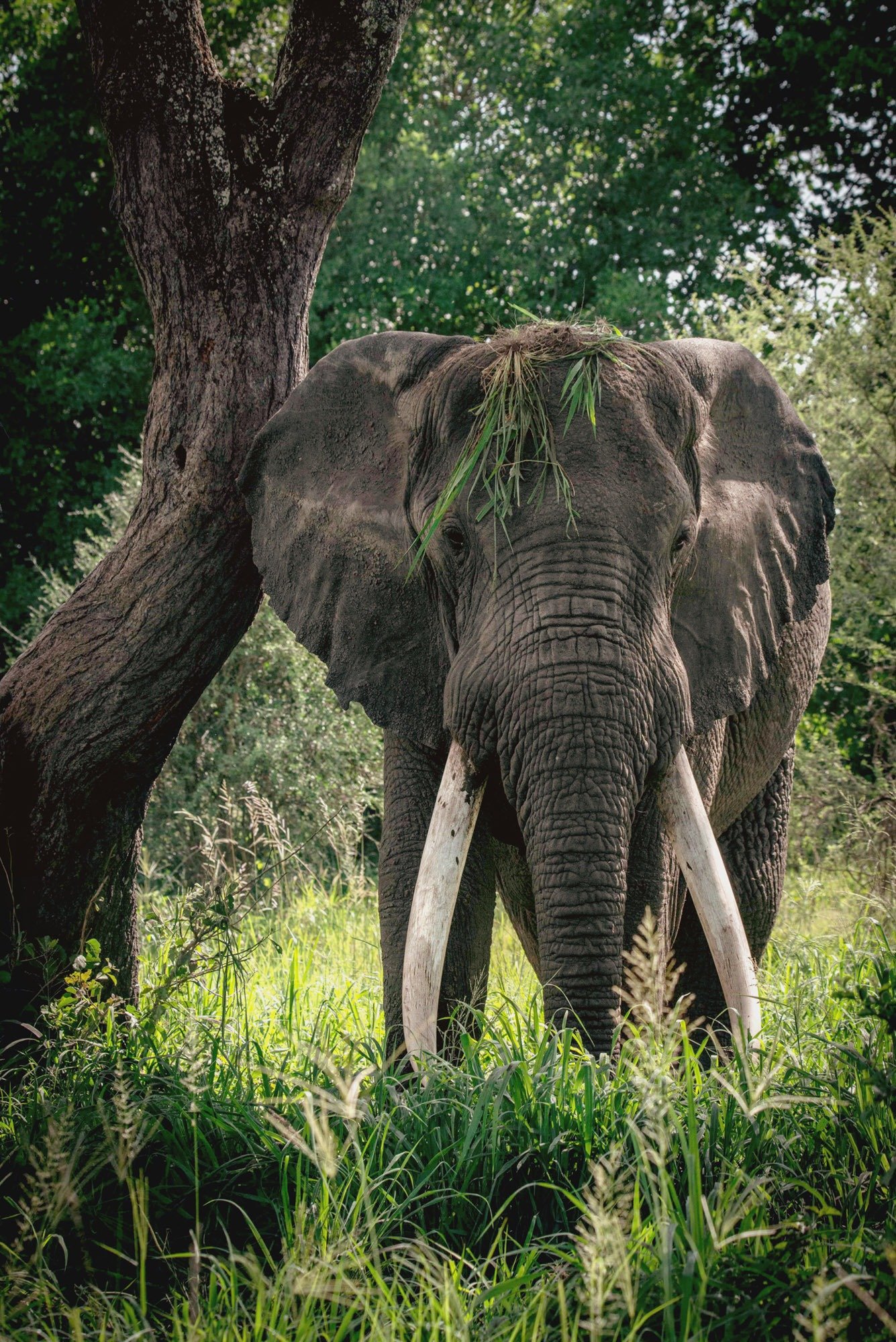 Elephant herd at Ruaha National Park, Tanzania