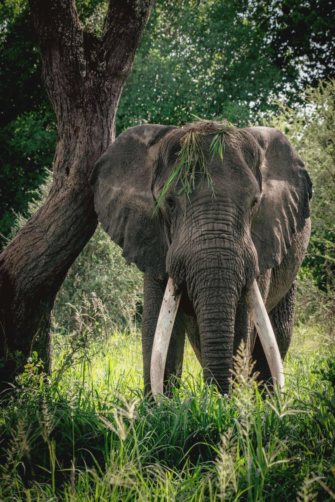 A large bull elephant with long tusks in Tarangire National Park, Tanzania