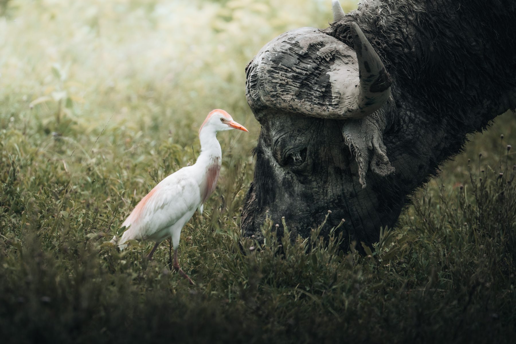 Best Time to Visit Kenya for a Safari