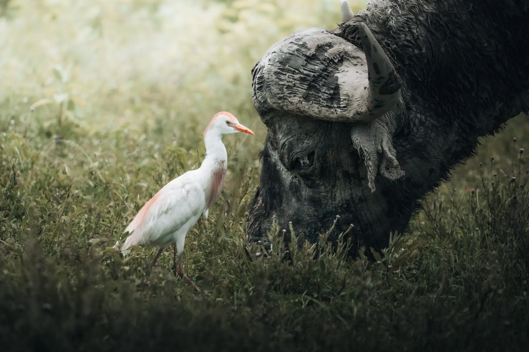 Best Time to Visit Kenya for a Safari