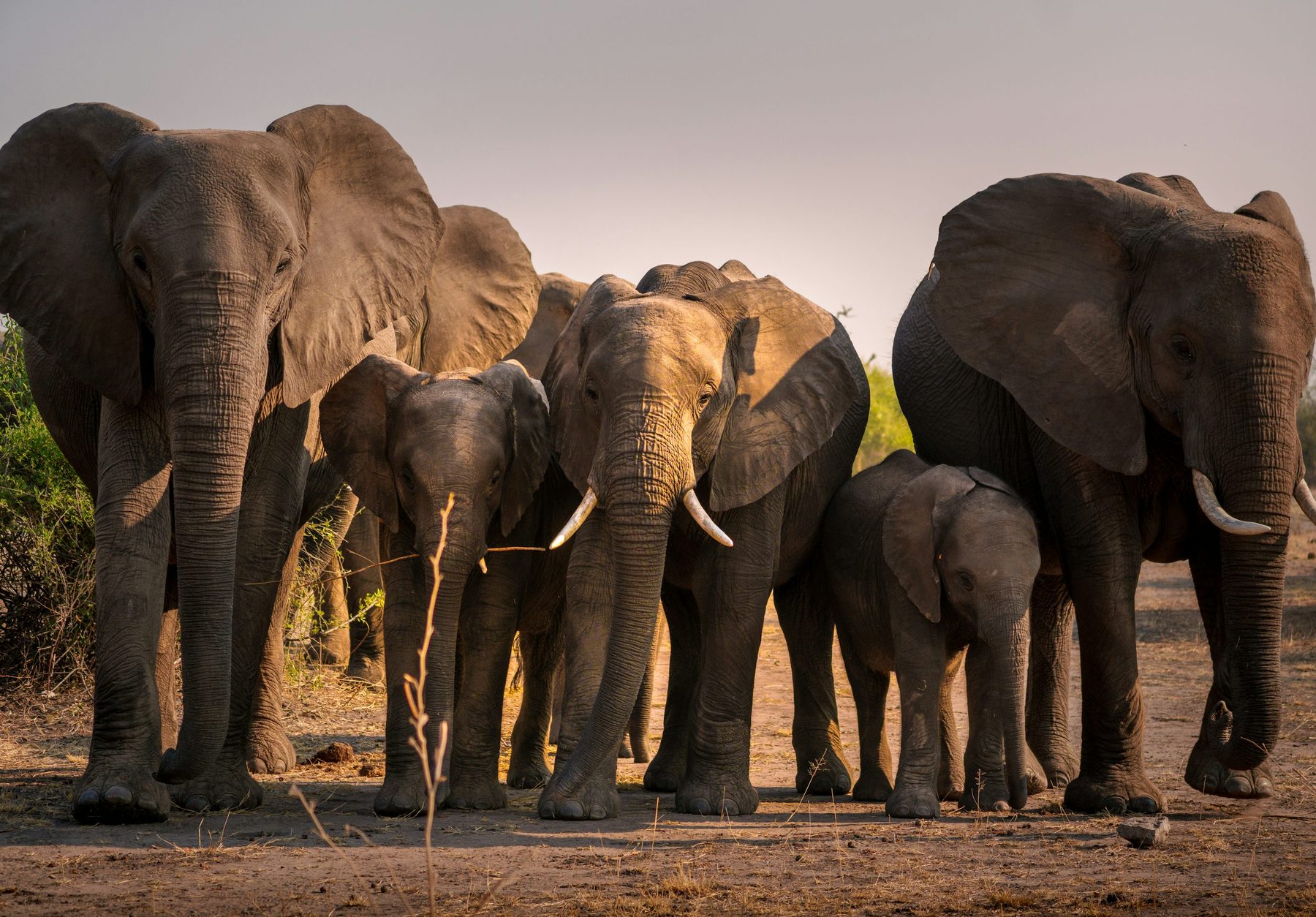 Kenya vs Tanzania Safari Compared