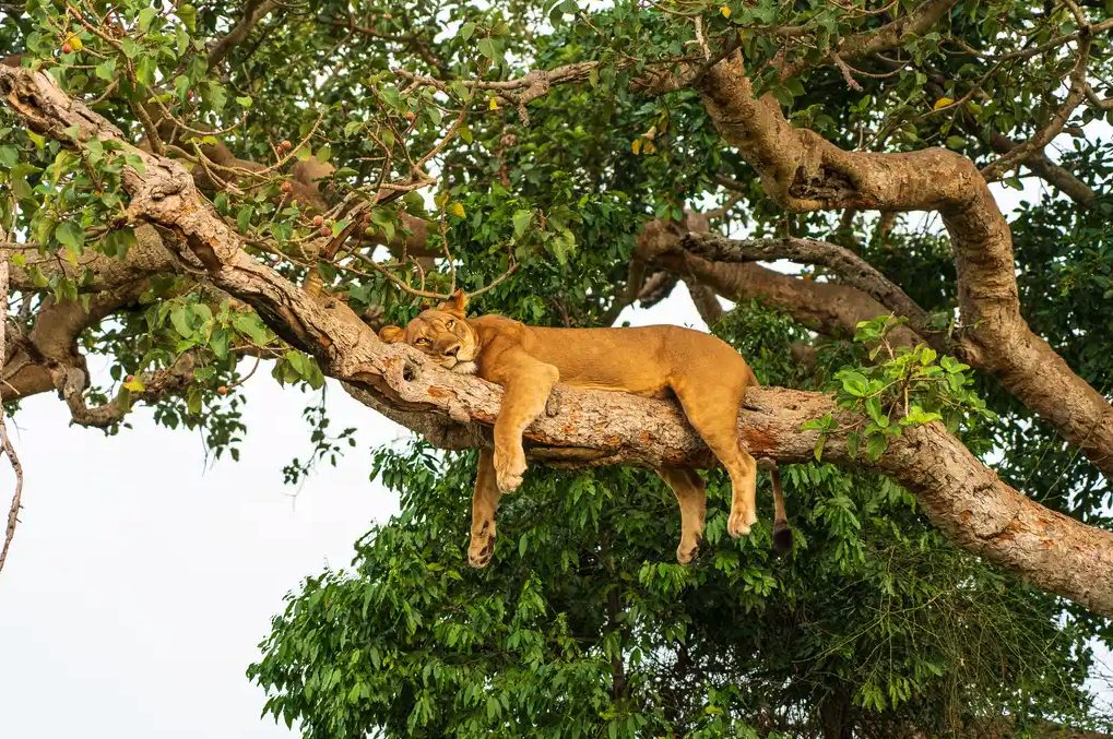 Lions resting in the Maasai Mara, Kenya