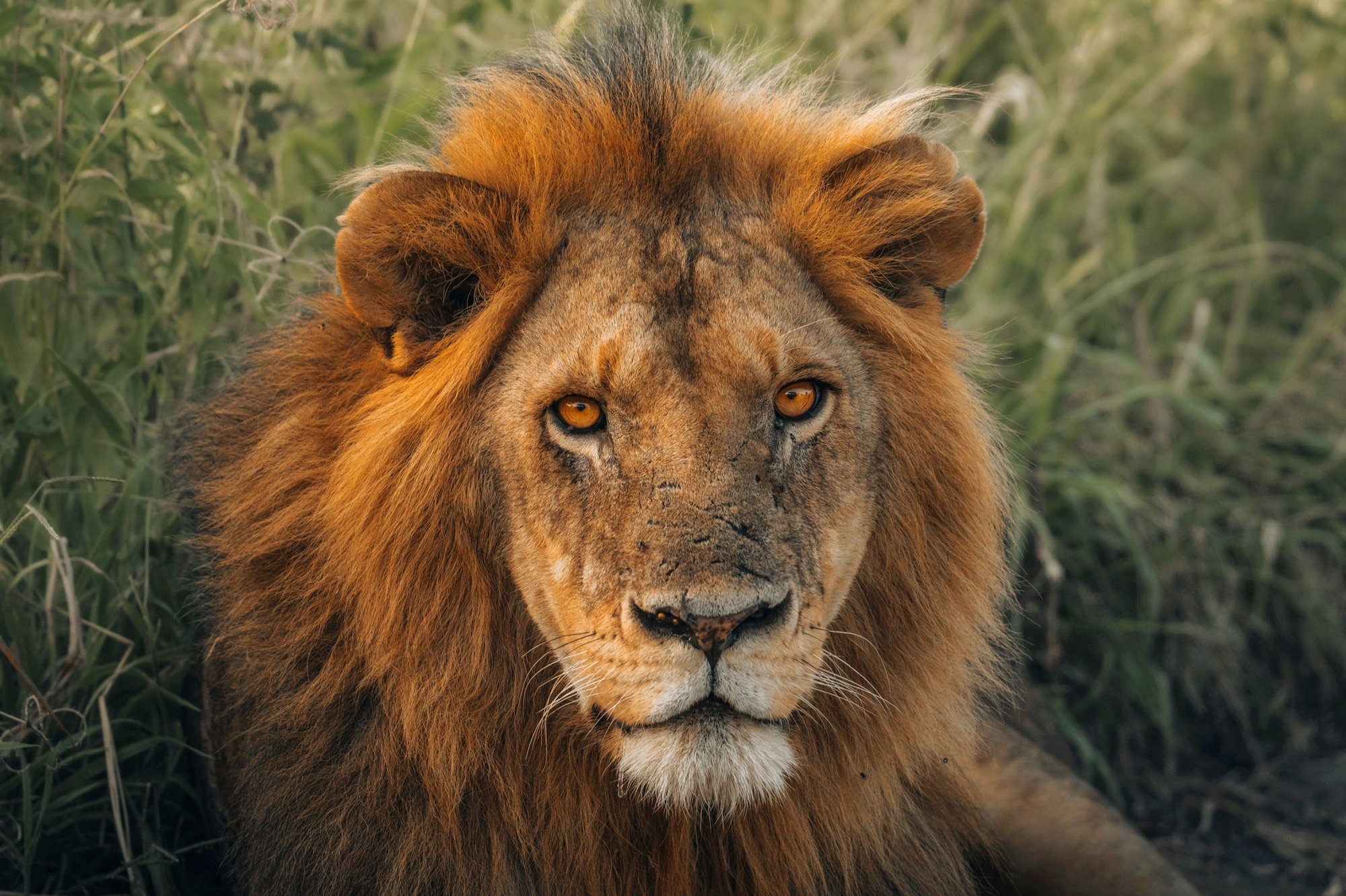 Kenya Safari