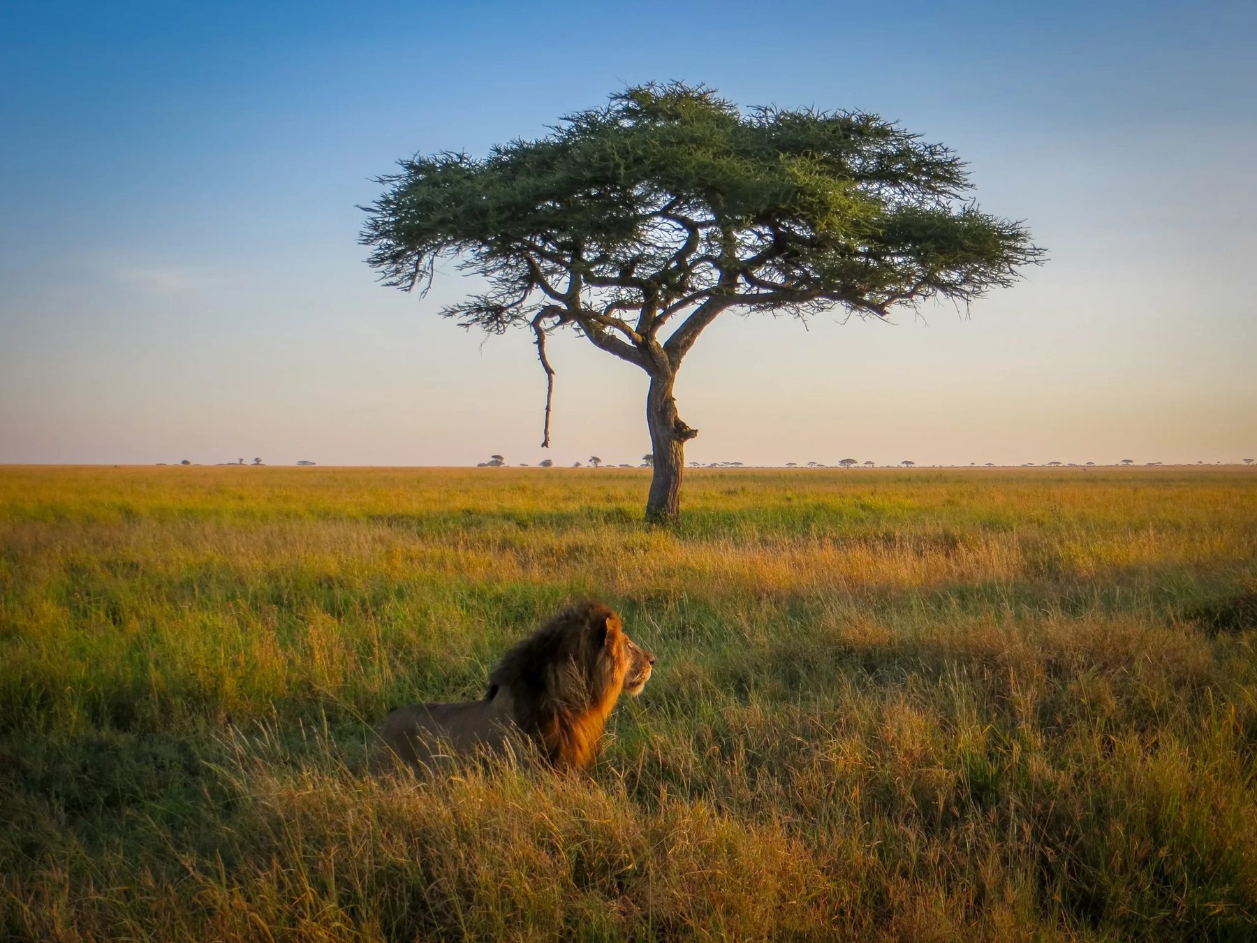 Lioness on the savannah in the Masai Mara, Kenya