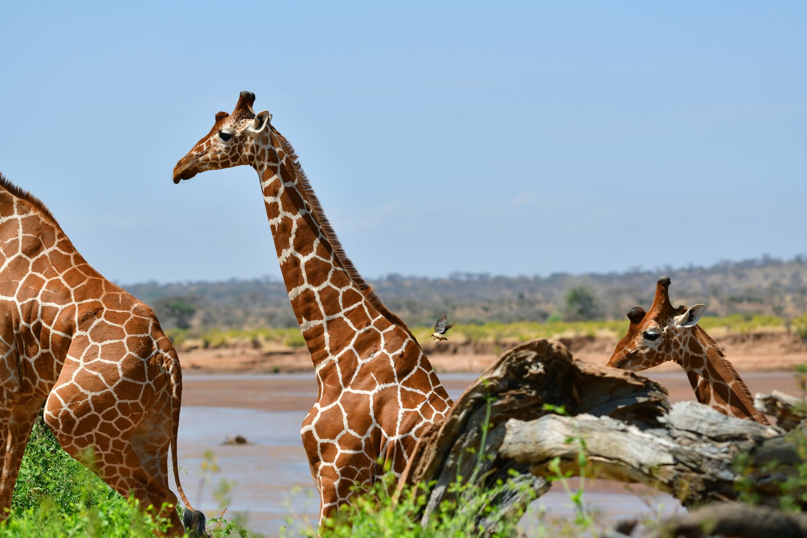 Samburu National Reserve