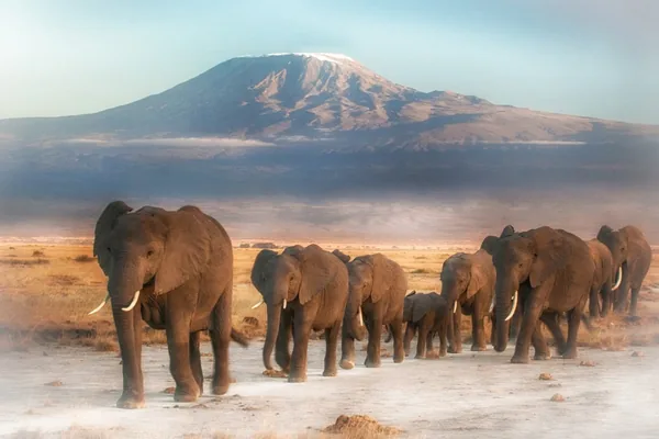 Elephants walking across the Amboseli plain below Mount Kilimanjaro