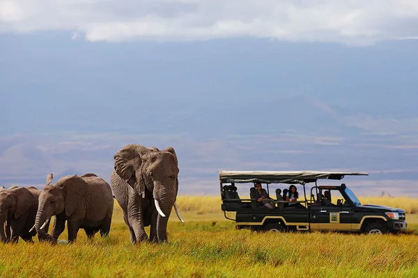 Guests in an open safari vehicle beside a breeding herd of elephants in Amboseli