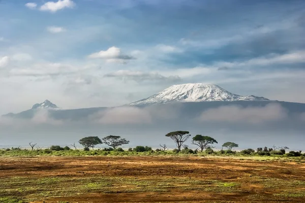Kilimanjaro rising above the acacias of Amboseli