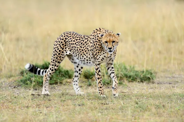 A cheetah walking through the grass of the Masai Mara