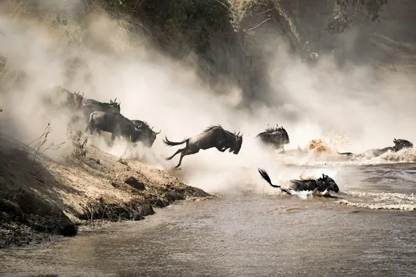Wildebeest plunging across the Mara River during a crossing