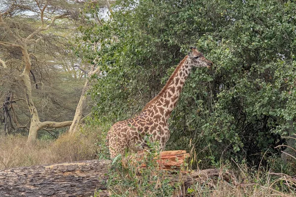 A giraffe in acacia woodland near Nairobi