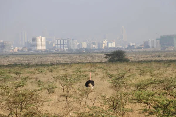 An ostrich in Nairobi National Park with the city skyline behind it