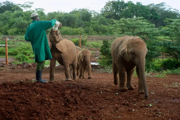 A keeper with orphaned elephant calves at the Sheldrick Wildlife Trust in Nairobi