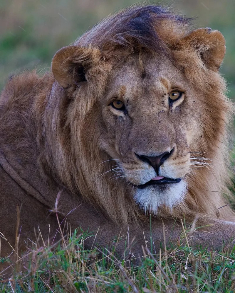 A male lion resting in the grass in the Masai Mara