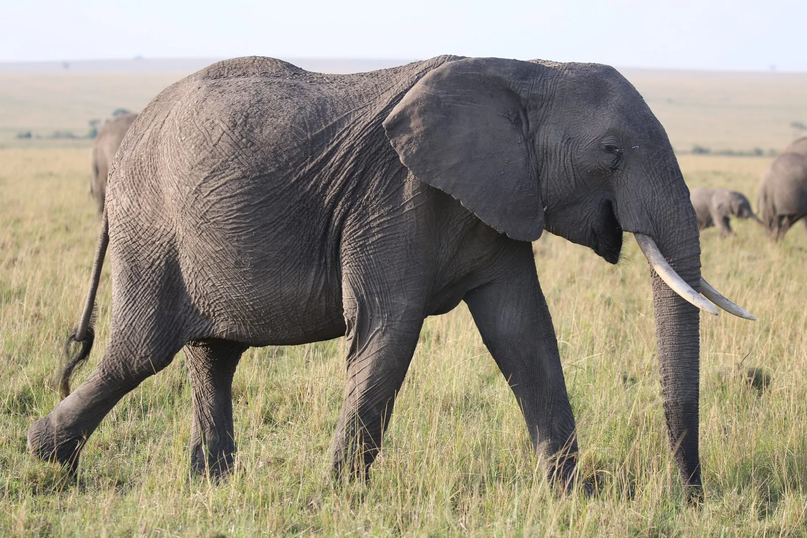 An elephant herd walking through long green grass in the Masai Mara