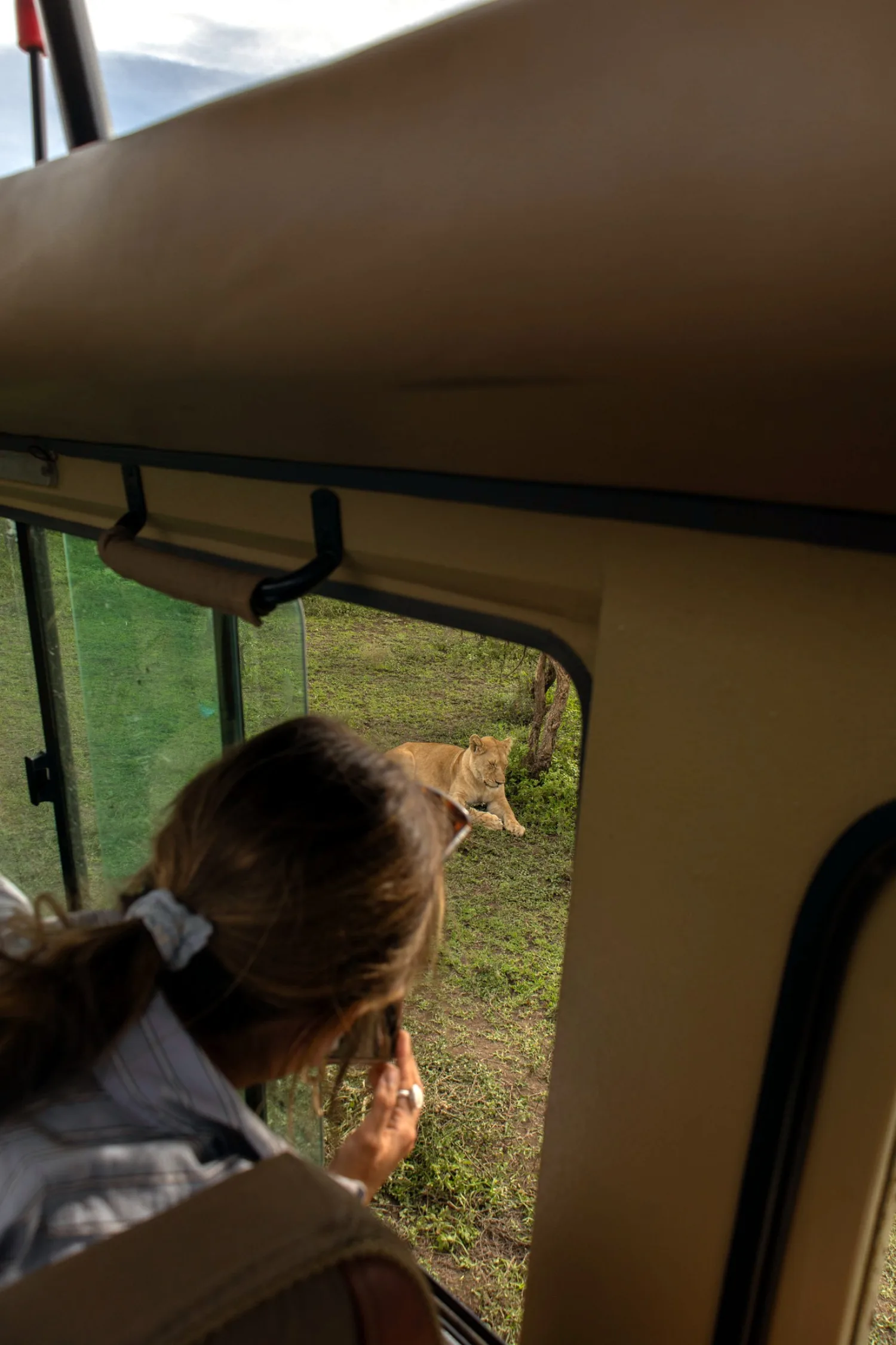 A lion seen from a safari vehicle