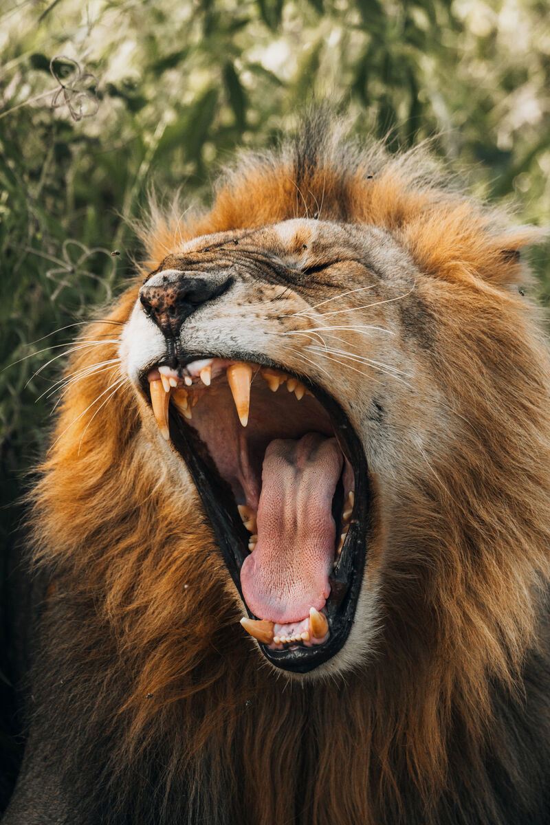 Lion in the grasslands of Kenya