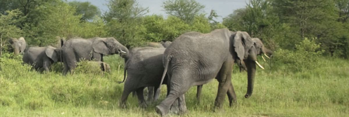 Lake Manyara Hotel