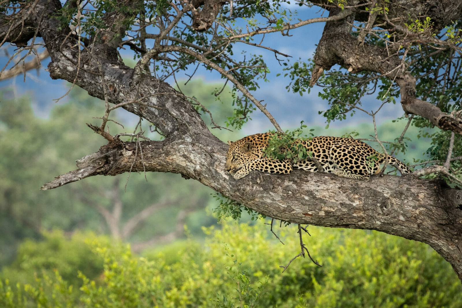 Leopard resting on a tree branch in the Sabi Sand, South Africa